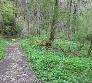 Eiszeitpfad - Burgfelsenpfad
