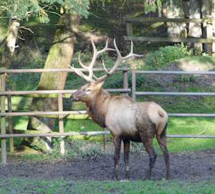 Wildparkimpressionen