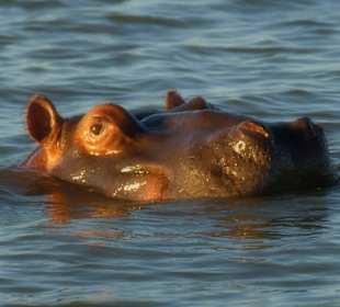 Hippos im St. Lucia Wetland Park