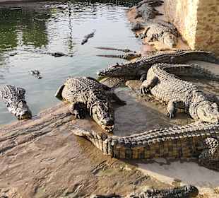 Krokodilfarm Animalia