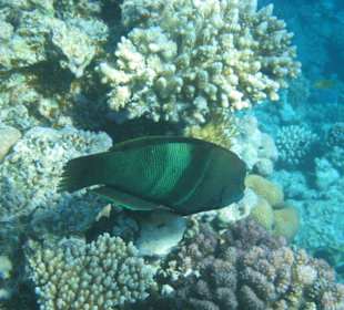 Altersform Spiegelfleckfisch