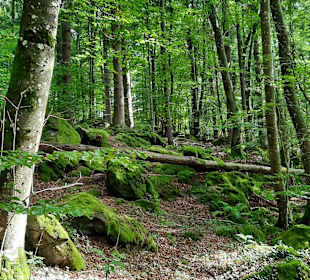 Wandern Kronenburg