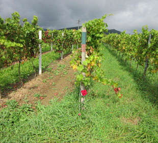 Kulinarische Weinbergswanderung