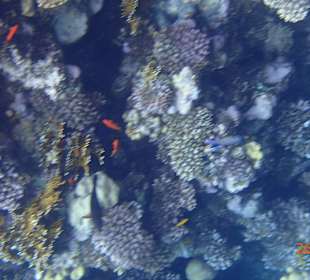 Korallen Riff mit Fisch