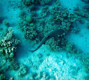 Weißspitze am Hausriff Lahami