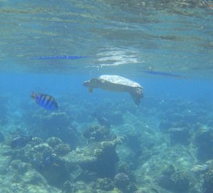 Schildkröte am Hausriff