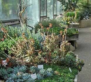 Die Tropengewächshäuser in "Planten un Blomen"