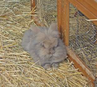 Streichelzoo Rülzheim