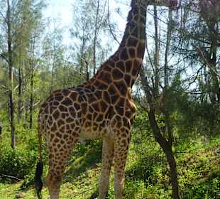 Giraffen laufen frei
