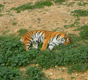Sattes schlafendes Kätzchen