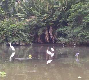 Mangroven Wasservögel