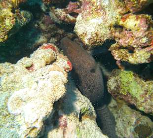 Tauchen bei der Dive Connection