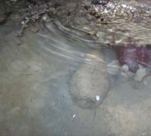 Steinfisch in der B Lagune