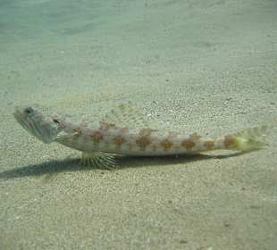 Tauchgang mit James & Mac