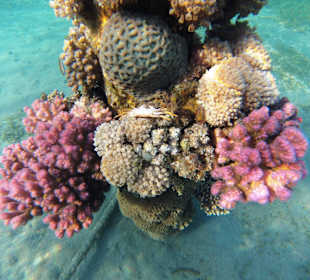 Pfahl mit Korallen & Krabbe