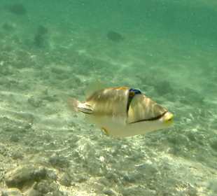 Schnorcheln Marsa Alam