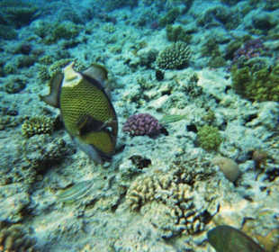 Schnorcheln am Hotelriff