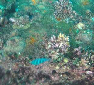 Schnorcheln Hurghada