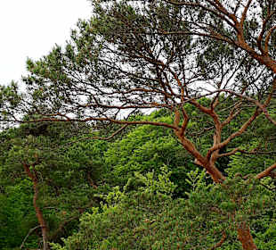 Baumwipfelpfad Usedom