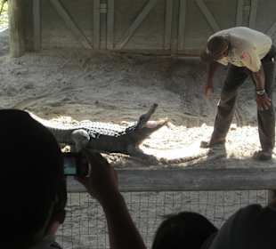 Gator Show