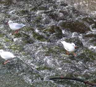 Blick von der Alten Mainbrücke