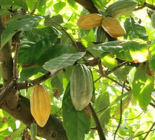 Kakaoplanze -und Frucht