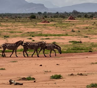 Tsavo Ost Nationalpark