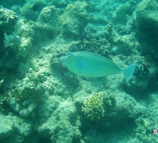 Beim Schnorcheln gesehen: Nashornfisch