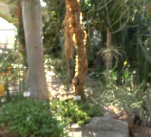 Gewächshäuser Botanischer Garten