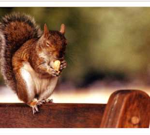 Eichhörnchen in London