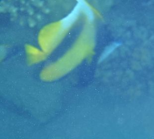 Einige Schnorchel Bilder am Strand