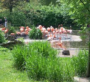 Flamingos