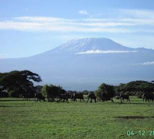 Elefanten am Kilimandscharo