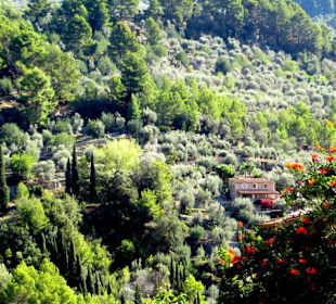 Imposante Vegetation bei Forrnalutx