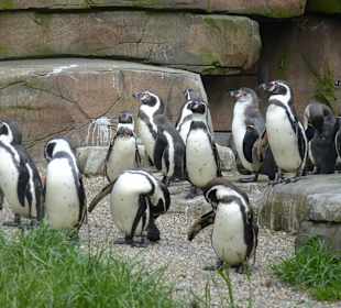 Im Eismeer, bei den Pinguinen