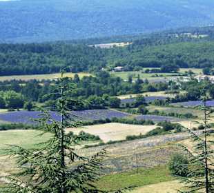 Lavender Trail