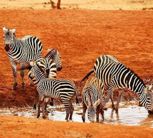 Zebras in Tsavo East National Park