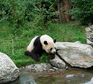 Tiergarten Schönbrunn