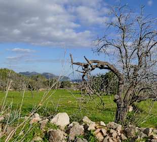 Radwanderweg Vía Verde zwischen Manacor und Arta