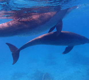 Einmalie Erlebnisse mit Mo´s Delfinen