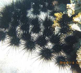 Ježíci seřazení v šik