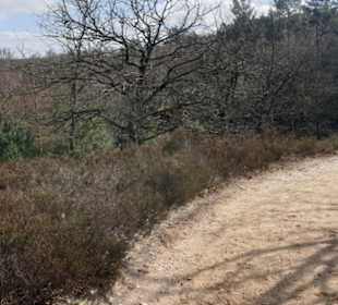 Fischbecker Heide Wanderwe 6