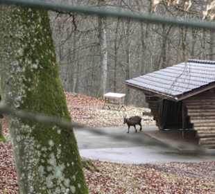 Wildpark Eichert