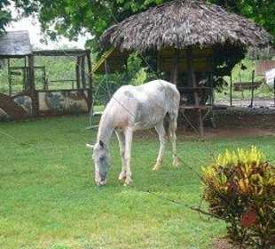 Pferd auf der Ranch beim Mittag