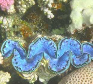 Schnorcheln Marsa Alam