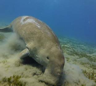 Abu Dabab 28.08.2014