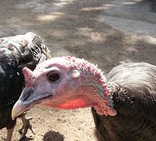 Auch die laufen hier frei rum