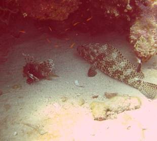 Riff - Parking beim The Breakers Diving and Surfing Lodge
