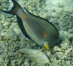 Bewohner im Hausriff