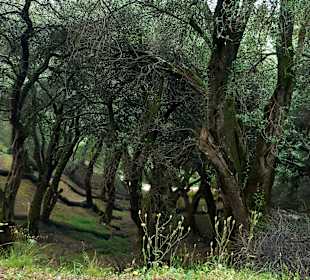 Olivenwälder - mystisch?